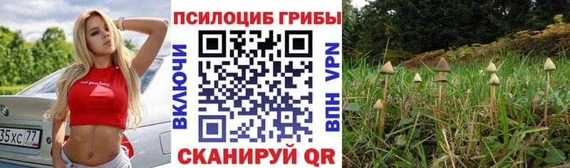 продажа наркотиков  Алатырь  Галлюциногенные грибы мицелий 